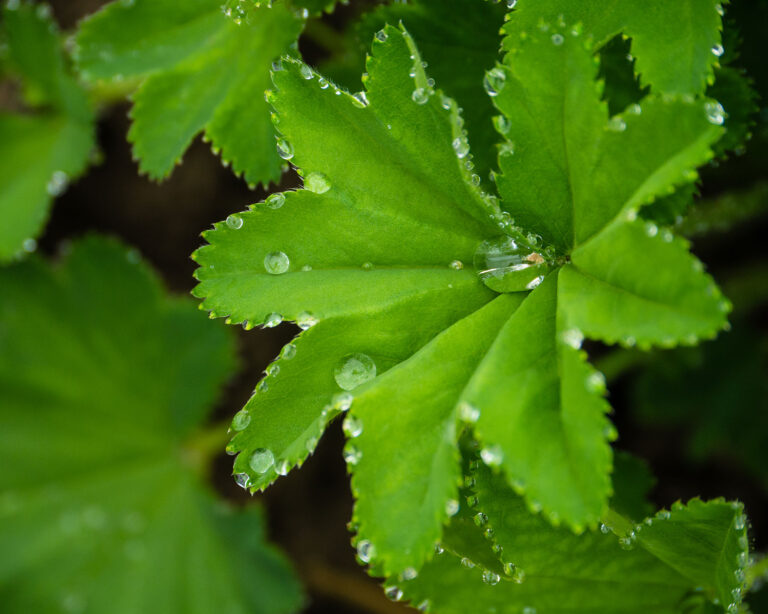 Les plantes médicinales en gynécologie