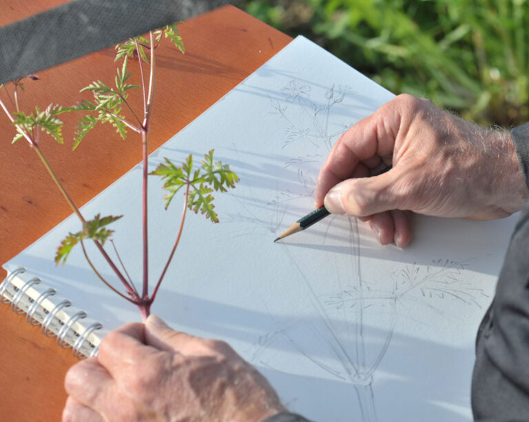 La phytothérapie systémique : la Gestalt-thérapie en psychothérapie et la théorie des signatures en phytothérapie – une rencontre méthodologique