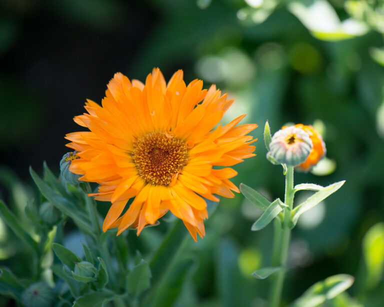 La dermatologie holistique avec les plantes médicinales : une utilisation essentielle