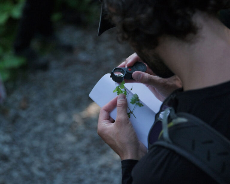 Nature et signature des plantes médicinales