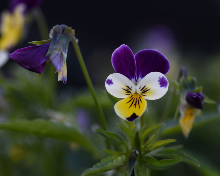 Les plantes médicinales dans le traitement holistique de la peau