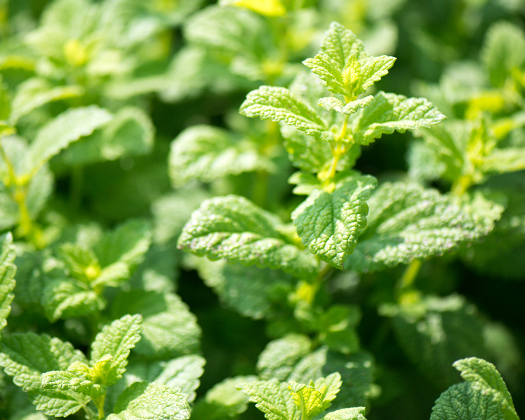 Plantes médicinales pour le soutien émotionnel des enfants