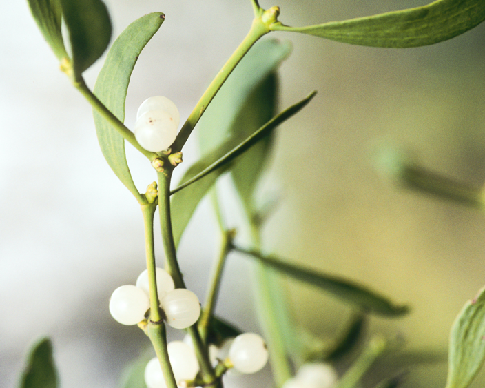Plantes médicinales pour le cœur et la circulation