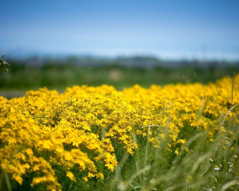 Plantes médicinales pour le psychisme : humeurs dépressives WB090425