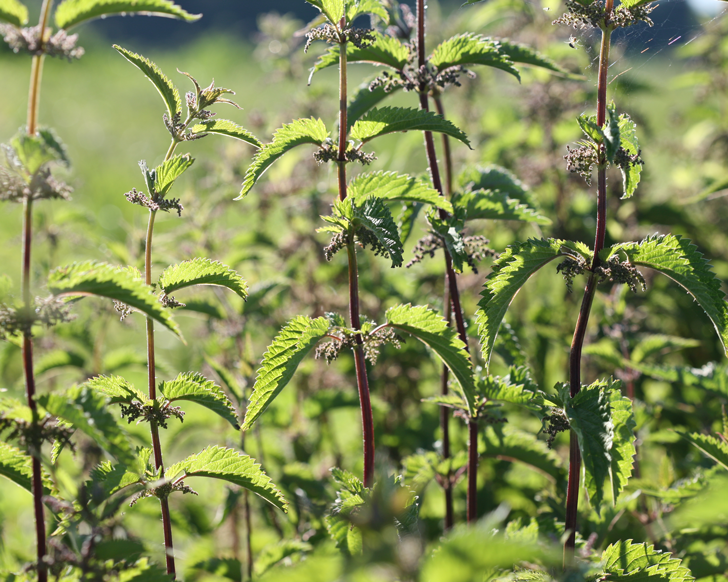Webinaire en pharmacie : Plantes médicinales pour les allergies et les infections WA050225