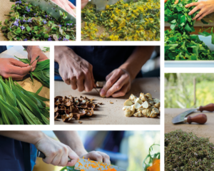 Von der Heilpflanze zur ganzheitlichen Arznei – Die besondere Art der Verarbeitung