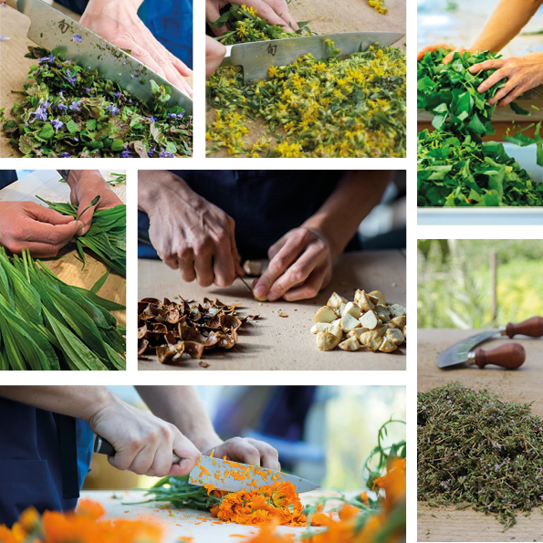 Von der Heilpflanze zur ganzheitlichen Arznei – Die besondere Art der Verarbeitung