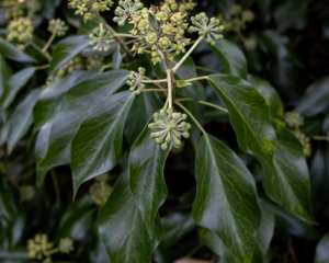 Heilpflanzen für chronische Erkrankungen bei Hunden, Katzen und Pferden