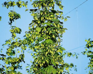 Les plantes médicinales dans la médecine masculine - Andrologie & Psychosomatique