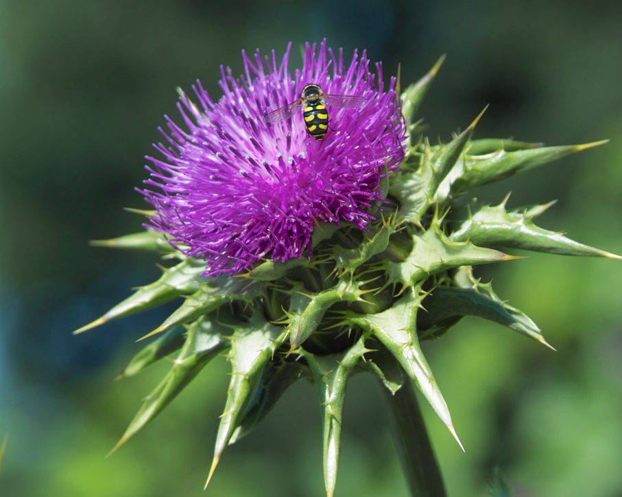 Ceres kennenlernen: Heilpflanzen für Ausleitung & Entgiftung