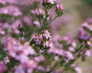 La dermatologie holistique avec les plantes médicinales : une utilisation essentielle