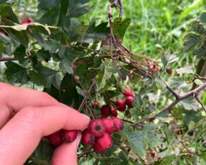 Visite guidée : à la rencontre des plantes dans le jardin de plantes médicinales Ceres
