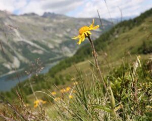 Découvrir le monde des plantes médicinales avec Ceres