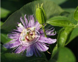 Resilienz mit Heilpflanzen – Wege aus Angst und Anspannung