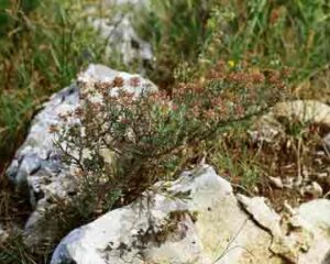 Découvrir le monde des plantes médicinales avec Ceres