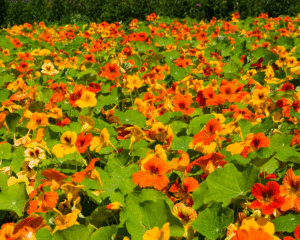 Signaturen der Pflanzen - die Gestalt des Menschen