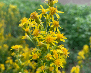 Cure d'automne - accent sur les reins