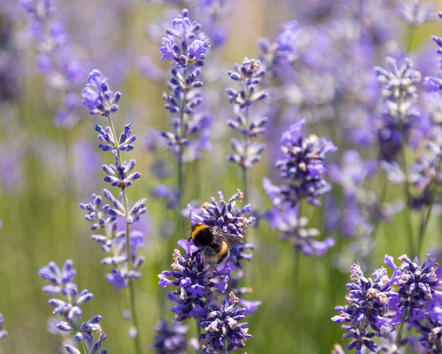 Apotheken-Webinar: Heilende Pflanzen für Nerven und Schlaf