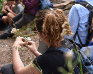 Excursion sur la découverte des plantes: rencontre les plantes médicinales dans la nature
