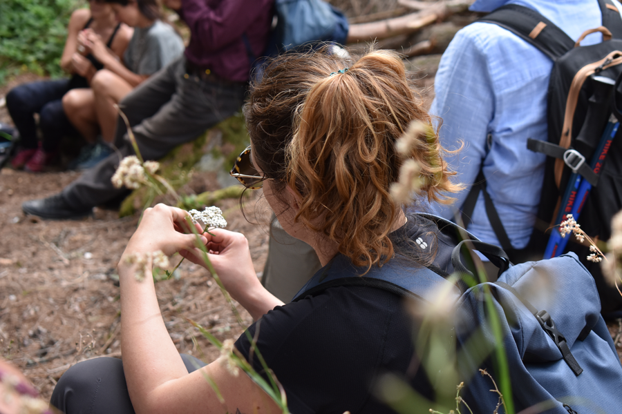 Excursion sur la découverte des plantes: rencontre les plantes médicinales dans la nature