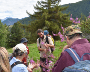Excursion sur la découverte des plantes: rencontre les plantes médicinales dans la nature