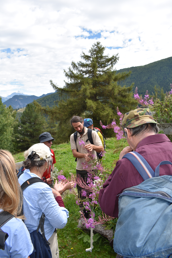 Excursion sur la découverte des plantes: rencontre les plantes médicinales dans la nature