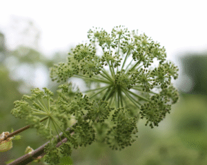 Heilpflanzen in der Hebammenarbeit
