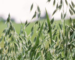 Heilpflanzen in der Geriatrie – Resilienz im Alter