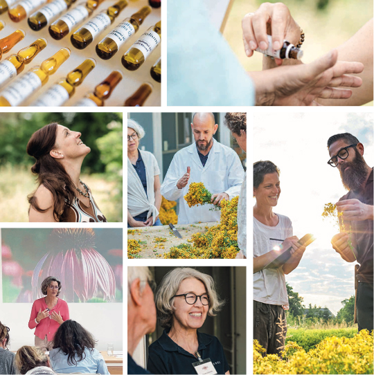 Herstellung und Anwendung pflanzlicher Urtinkturen