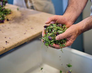 Visite guidée : Production Ceres - De la plante médicinale au médicament holistique
