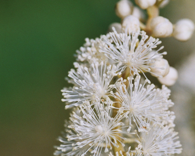Heilende Pflanzen in der Frauenheilkunde