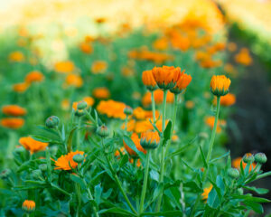 Ceres Erlebnistag für Fachpersonen - Ganzheitliche Unterstützung des Immunsystems