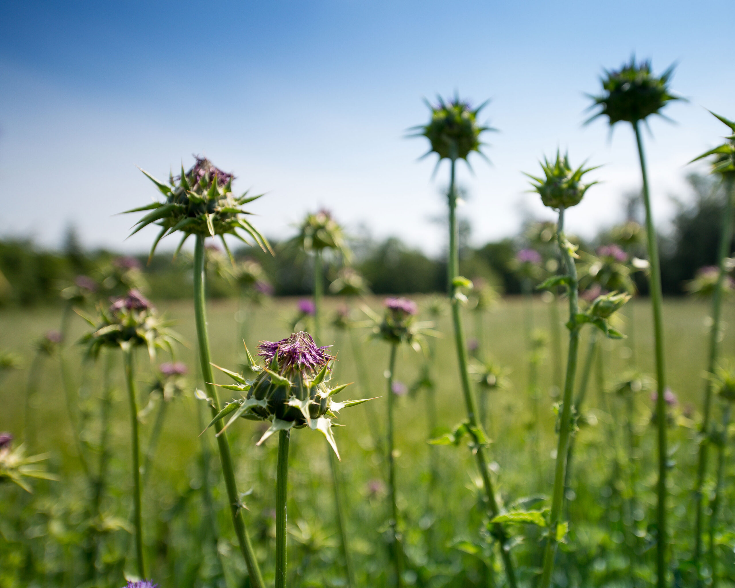 Ganzheitliche Ausleitung und Entgiftung mit Heilpflanzen