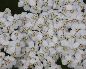 Hochsensible Menschen mit Heilpflanzen ganzheitlich behandeln
