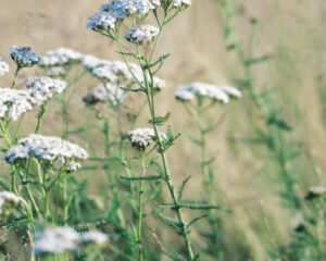 Santé féminine - De la pratique à la pratique : conseiller et recommander avec compétence