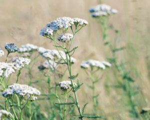 Frauenheilkunde – Aus der Praxis für die Praxis: Kompetent beraten und empfehlen