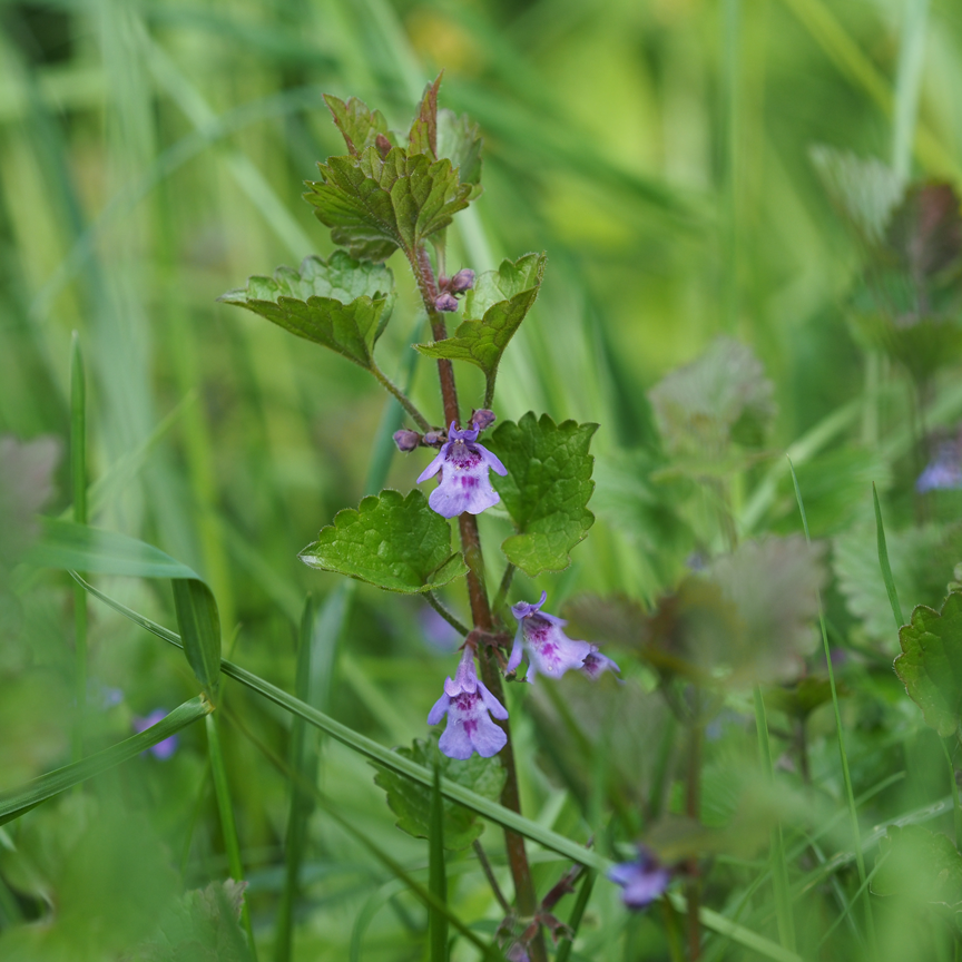 Pflanzen-Exkursion: Wesen und Signatur der Heilpflanzen