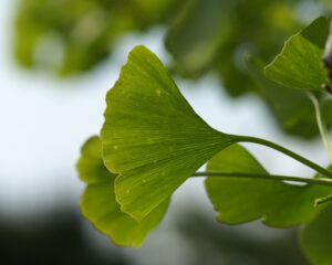 Heilpflanzen bei neurologischen Erkrankungen - Schwerpunkt post-infektiöse Beschwerden