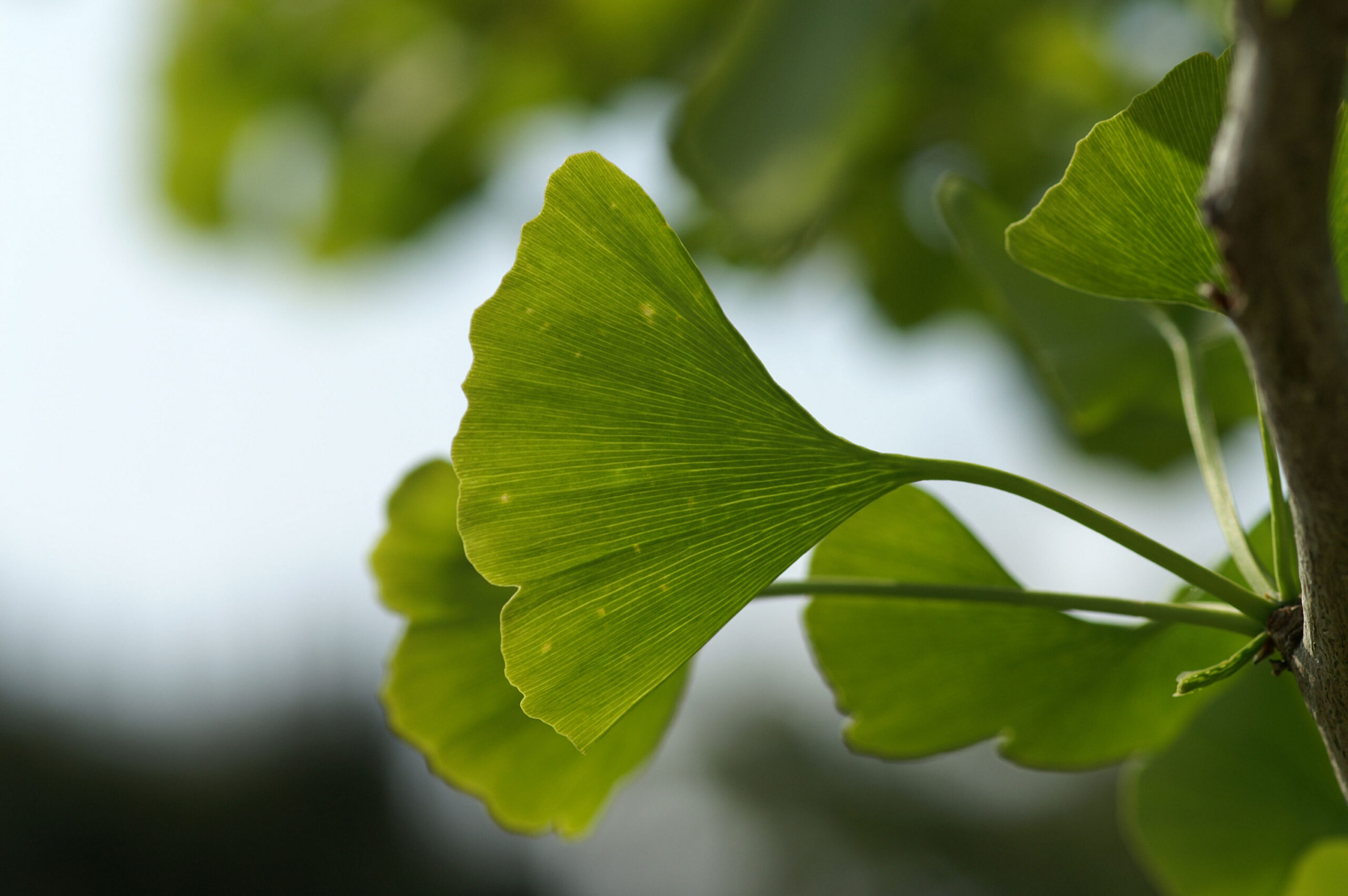 Heilpflanzen bei neurologischen Erkrankungen - Schwerpunkt post-infektiöse Beschwerden