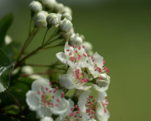 Transformationsprozesse mit Heilpflanzen Teil I