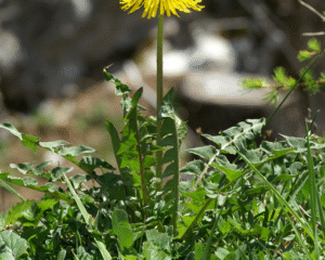 Introduction à la nature, la signature et l'utilisation : Pissenlit (Taraxacum) & Chardon-Marie (Carduus marianus)