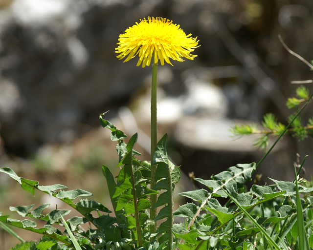 Einführung in Wesen, Signatur und Anwendung: Löwenzahn (Taraxacum) & Mariendistel (Carduus marianus)