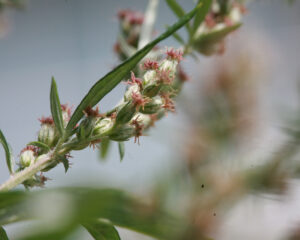 Leberreinigung als Frühjahrskur