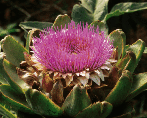 Heilpflanzen für Schwangerschaft und Stillzeit