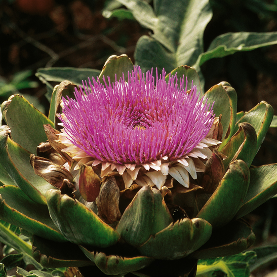 Heilpflanzen für Schwangerschaft und Stillzeit