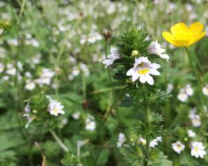 Heilpflanzen in der Kinderheilkunde