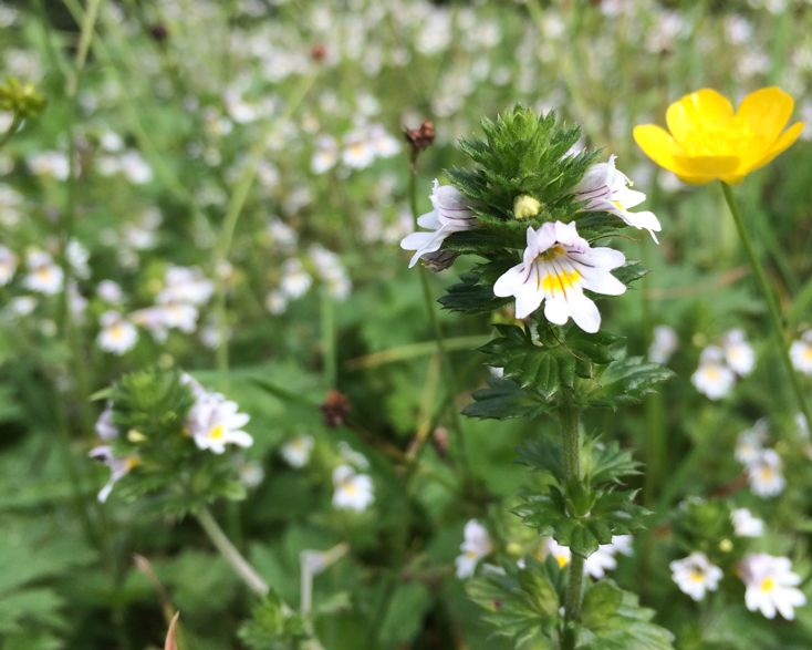 Heilpflanzen in der Kinderheilkunde