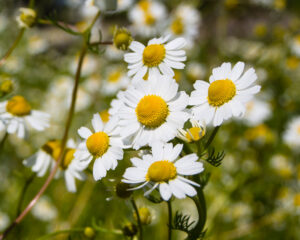 Einführung: Heilpflanzen für Schwangerschaft und Stillzeit - Wenn die Seele Hilfe ruft