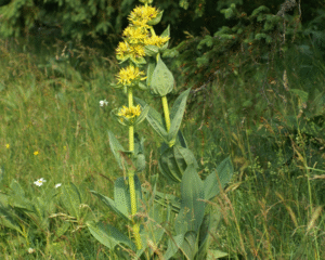 Épuisement - un accompagnement adapté grâce aux plantes médicinales