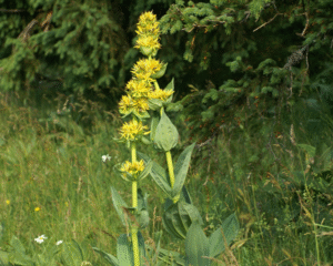 Erschöpfung - wesensgemäße Begleitung mit Heilpflanzen